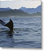 Gray Whale Tail Clayoquot Sound Canada Metal Print