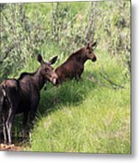 Grazing Along Metal Print