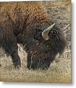 Grazing Buffalo Metal Print