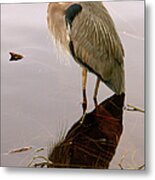 Great Blue Heron And Water Reflection Metal Print