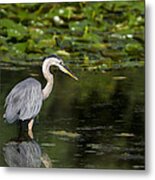 Great Blue Heron Hunting Metal Print