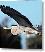 Great Blue Heron In Flight Metal Print