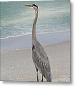 Great Blue Heron Metal Print