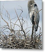 Great Blue Heron Nest With New Chicks Metal Print