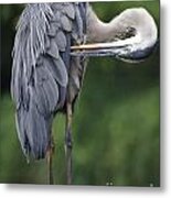 Great Blue Heron Preens Vertical Metal Print