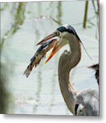 Great Blue Heron With Fish In Mouth Metal Print