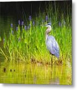 Great Blue Heron With Marsh Flowers Metal Print