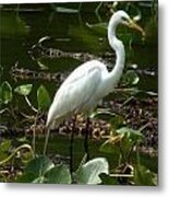 Great Egret Metal Print