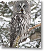 Great Gray Owl In A Tree Germany Metal Print