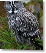 Great Grey Owl Metal Print