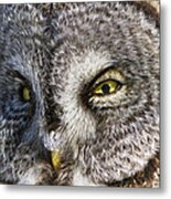 Great Grey Owl Portrait Metal Print