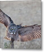 Great Grey Owl  Strix Nebulosa Metal Print
