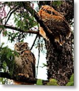 Great Horned Owl And Baby Metal Print