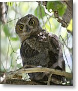 Great Horned Owl Fledgling Metal Print
