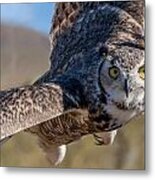 Great Horned Owl In Flight - Coming At-cha Metal Print