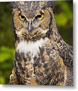 Great Horned Owl Metal Print