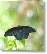 Great Mormon Butterfly Metal Print