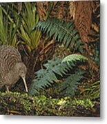 Great Spotted Kiwi Male In Rainforest Metal Print