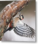 Great Spotted Woodpecker Male Sweden Metal Print