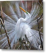 Great White Egret With Breeding Plumage Metal Print