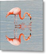 Greater Flamingo Metal Print