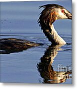 Grebe At Sunset Metal Print