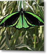 Green Butterfly Metal Print