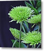 Green Chrysanthemums Metal Print