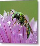 Green Envy Metal Print