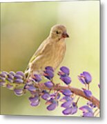 Green Finch Perching On Blooming Metal Print