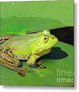 Green Frog Metal Print