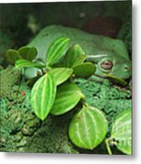 Amphibian Frog Metal Print