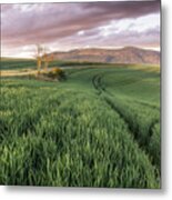 Green Grass In Meadow, Urdax, Navarra Metal Print