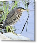 Green Heron 2 Metal Print