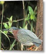 Green Heron Cover Photo Metal Print