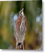 Green Heron- On The Trellis Metal Print