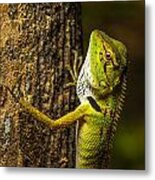 Green Lizard Climbing A Tree Metal Print