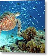 Green Sea Turtle And Reef Fish Metal Print