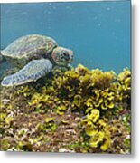 Green Sea Turtle Galapagos Islands Metal Print