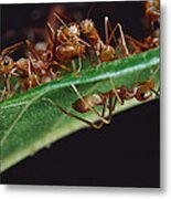 Green Tree Ants On Leaf Metal Print