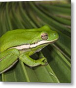 Green Tree Frog Little St Simons Island Metal Print