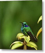 Green Violetear Hummingbird Metal Print