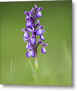 Green Winged Orchid Metal Print