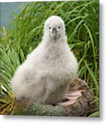 Grey-headed Albatross Chick Metal Print