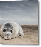 Grey Seal On Beach Norfolk England Metal Print