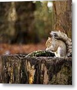 Grey Squirrel On A Stump Metal Print