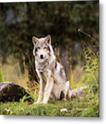 Grey Wolf  Canis Lupus  Pup Roams It S Metal Print