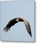 Griffon Vulture In Flight Metal Print