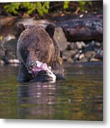 Grizzly And Salmon Metal Print