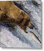 Grizzly Bear Catching Salmon Metal Print